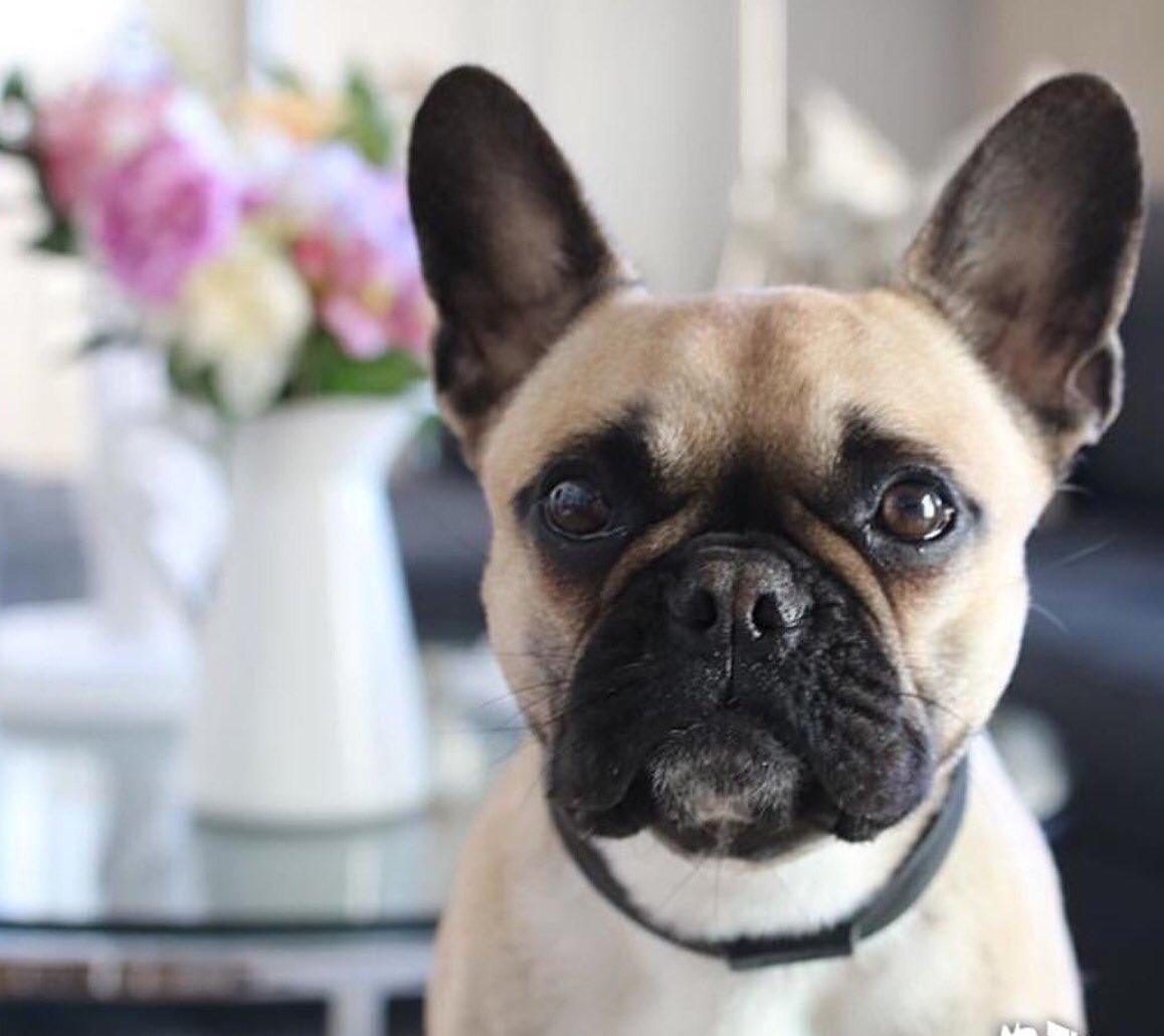thefrenchieway's tweet photo. Hope you're all having a #beautiful #weekend Mes Amis 🌷💕 #weekendvibes #SaturdayNightTakeaway #frenchiesofinstagram https://t.co/BioyvafdIZ
