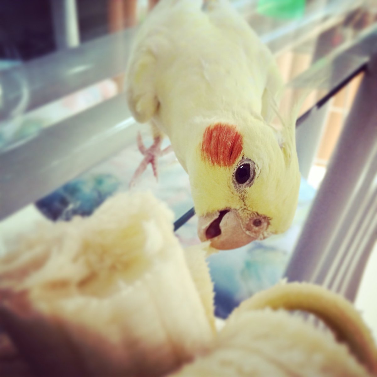 TonTonKatsu_'s tweet image. @wrkflo #streamerpets woop woop!