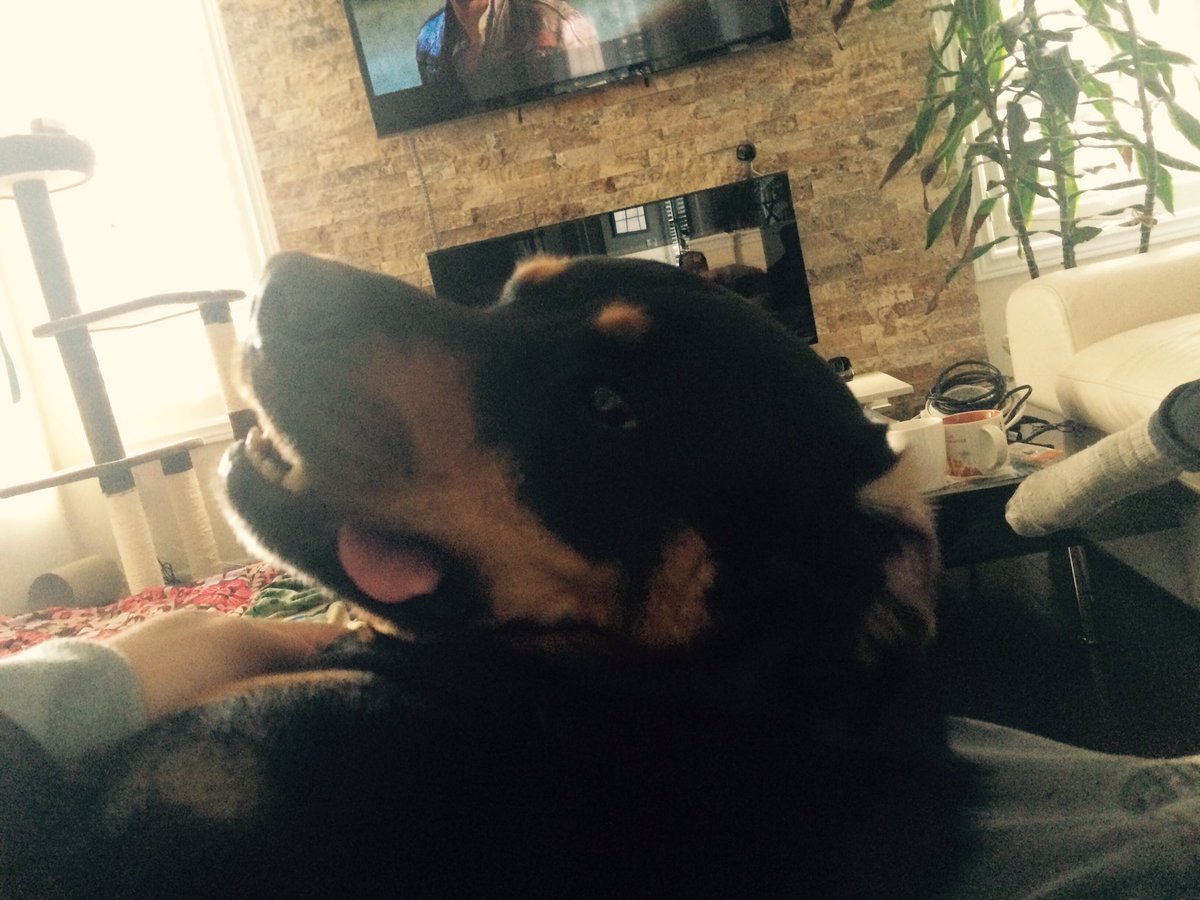 TonTonKatsu_'s tweet image. @wrkflo #streamerpets woop woop!