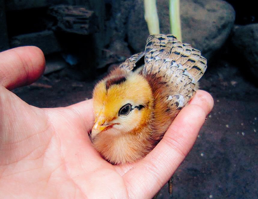 TonTonKatsu_'s tweet image. @wrkflo #streamerpets woop woop!