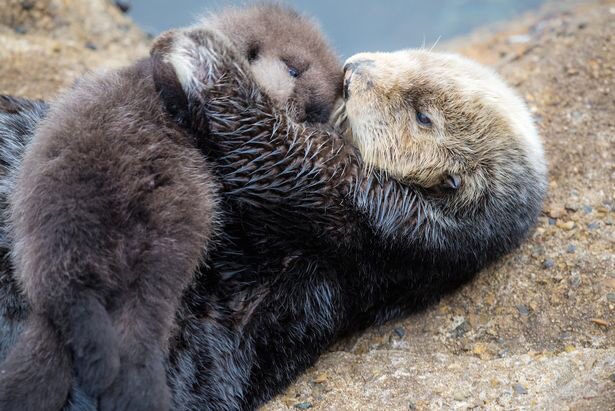 meetmebythewave's tweet photo. How we feel trying to get out of bed this morning 😴 https://t.co/HSeliDFGVd