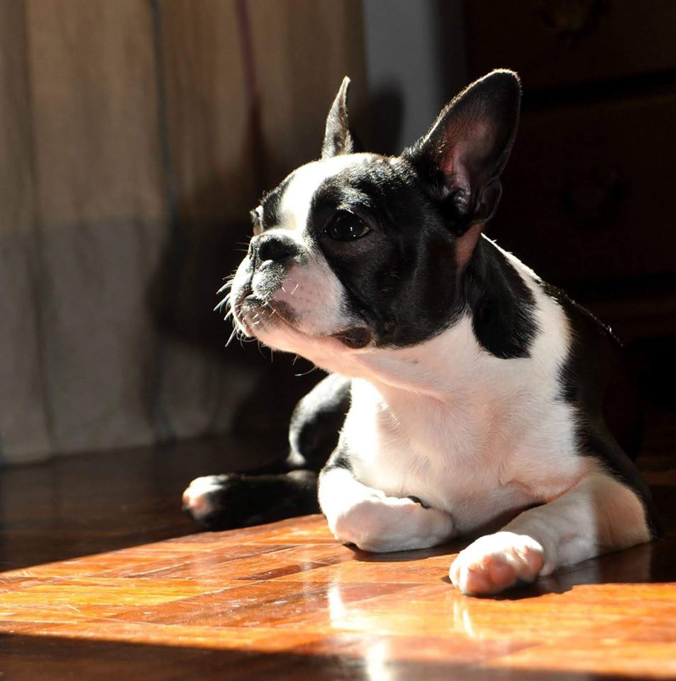 EliteBoston's tweet photo. Elite Boston Intella https://t.co/2DtI13DP1c