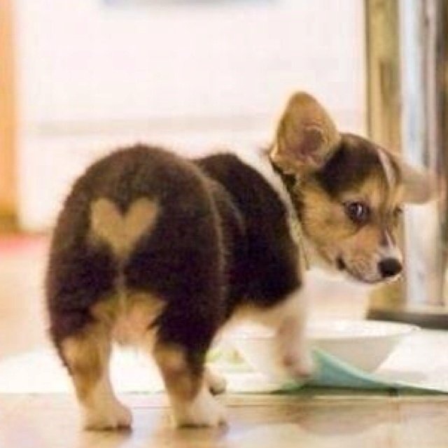 Pawgs4Dogs's tweet photo. Dog Butt https://t.co/jLHNDG3s3b