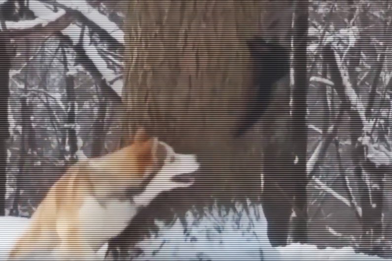 funradio_fr's tweet image. #FunBuzz - Quand un écureuil fait tourner en bourrique un husky  &amp;gt; bit.ly/1ZbJEAW