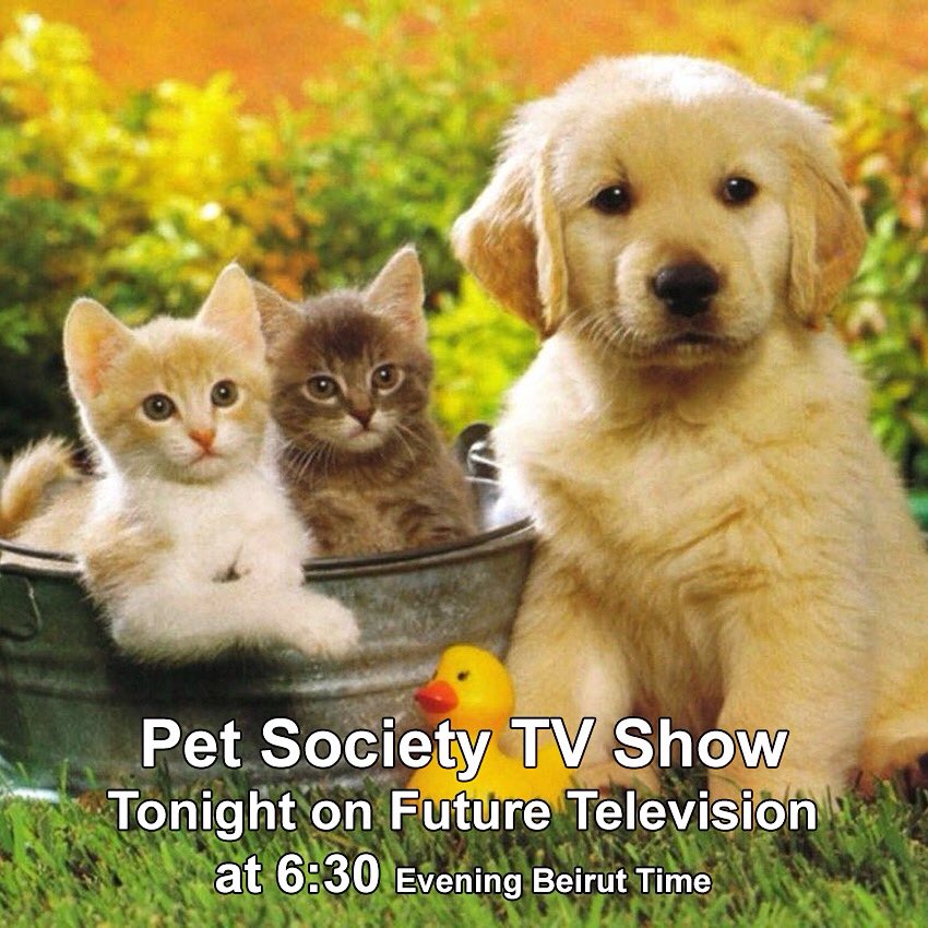 petsocietytv's tweet photo. In 45 minutes Pet Society will be broadcasted for the first time on Future Television! #Lebanon #Beirut #pets https://t.co/6slKKzds66