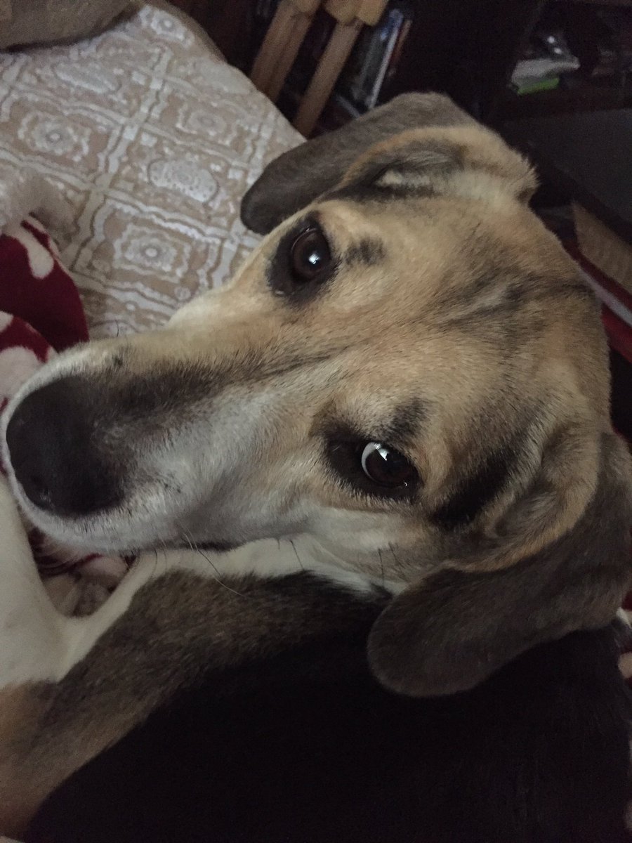 ((The most precious of doggies))