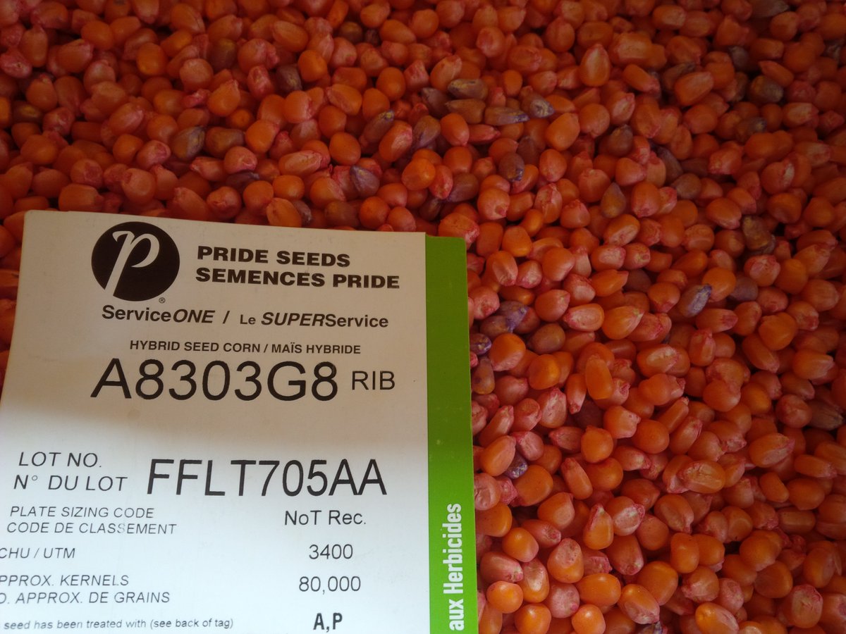 McLean_Scott86's tweet photo. I just hope #SeedSize doesn't indicate Yield Performance.. One seed is def bigger than the other! https://t.co/SXTfGIVdZ1