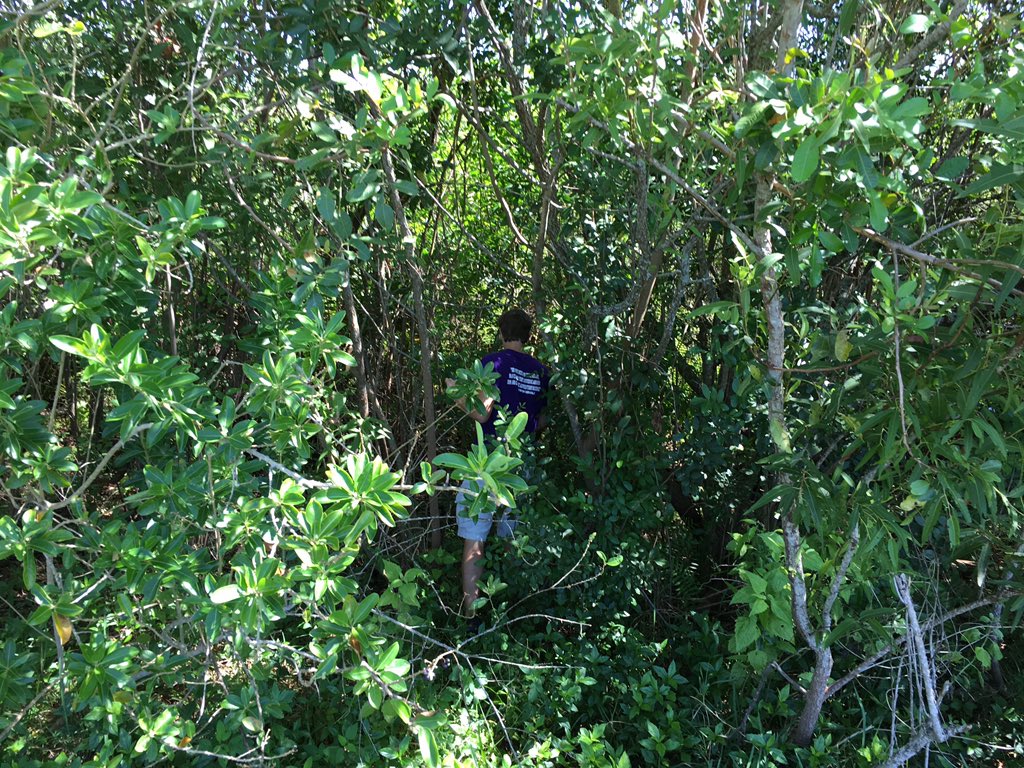 PiperRocketry's tweet photo. Our Rocket has gotten stuck in a tree. (Don't worry, no one got hurt!) https://t.co/NT1MrAGT9p