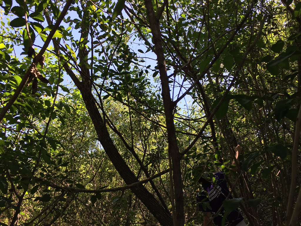 PiperRocketry's tweet photo. Our Rocket has gotten stuck in a tree. (Don't worry, no one got hurt!) https://t.co/NT1MrAGT9p