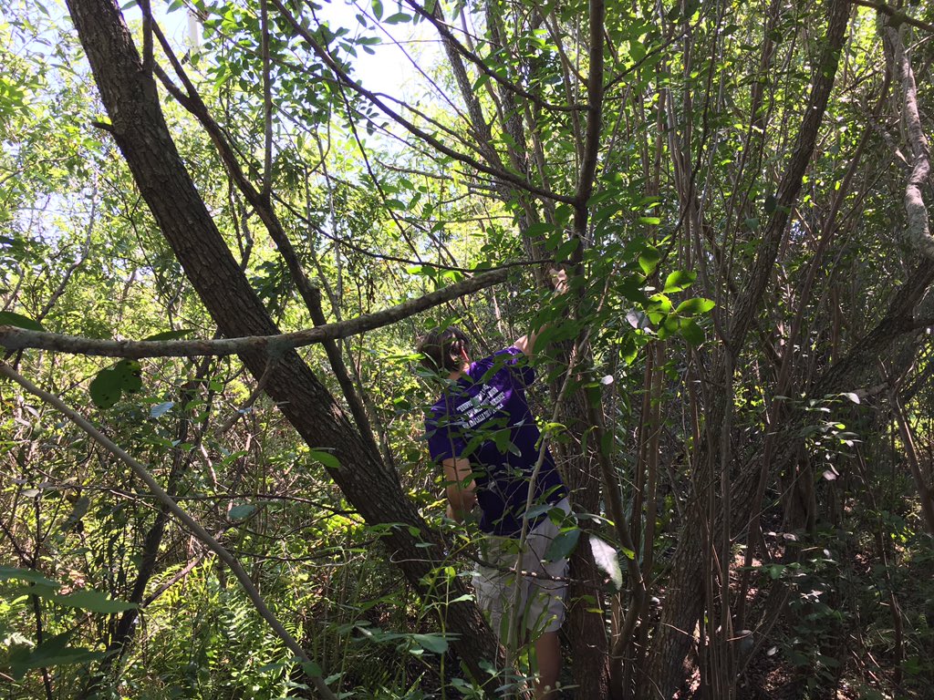 PiperRocketry's tweet photo. Our Rocket has gotten stuck in a tree. (Don't worry, no one got hurt!) https://t.co/NT1MrAGT9p