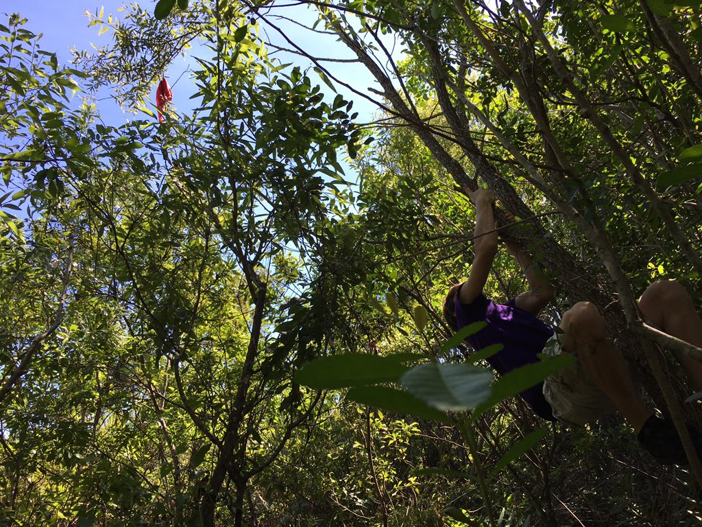 PiperRocketry's tweet photo. Our Rocket has gotten stuck in a tree. (Don't worry, no one got hurt!) https://t.co/NT1MrAGT9p