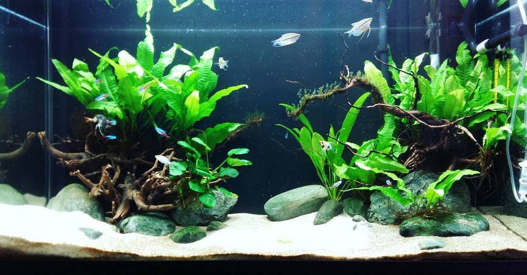 Akvaristan's tweet photo. #akvaristan #aquarium #akvaryum #aquarien My aquarium 2 year old ✌
#aquarium #aquascape #javafern #gurami #aqua #fi… https://t.co/TDTSs09ZX6