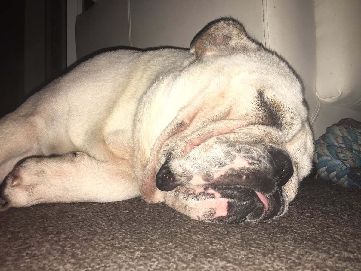 Ms_Mi5chf's tweet photo. My little man has had a tough bulldoggy day at the beach 🌴☀️💦🐶 #Englishbulldog #beach #surf #weekendsunshine https://t.co/U9IJQawSrB