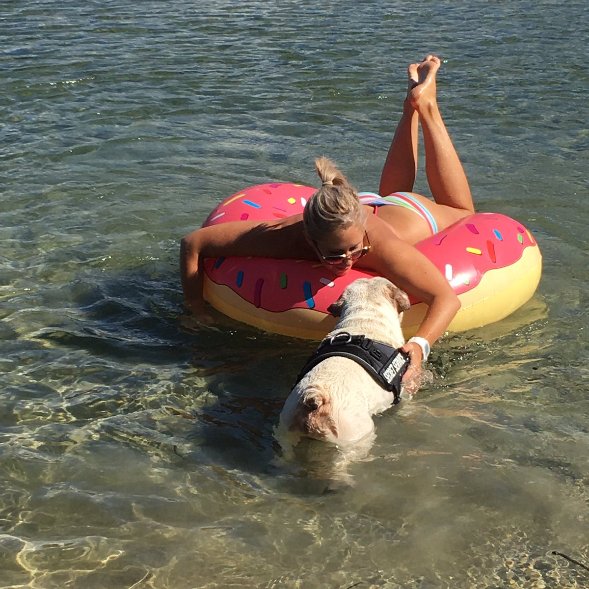 Ms_Mi5chf's tweet photo. Earlier today 💙🌴☀️💦 #Englishbulldog #beach #surf #weekendsunshine #bulldog #kingscliff #bulldoglife #myboy 💙🌴💦☀️ https://t.co/Fq5eFq6iYk