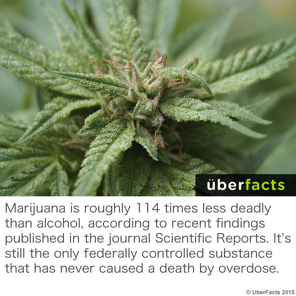 UberFacts's tweet photo. Marijuana is roughly 114 times less deadly than alcohol... https://t.co/KkYTyFkGNf