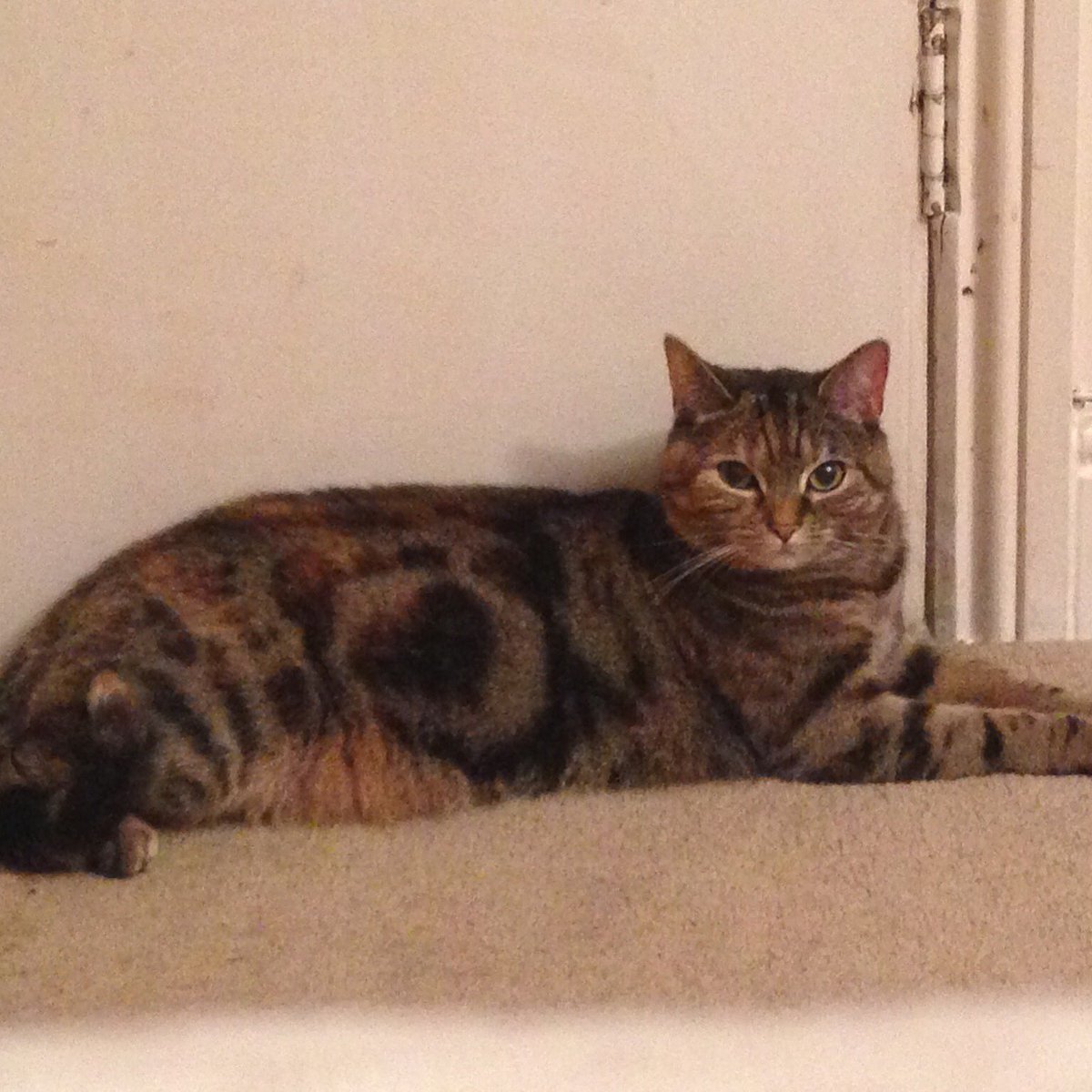 romantic_radio's tweet photo. Have you seen her in west Norwood? Possibly casewick Rd ,Saint close,wolfington rd,se27. Heart in circle on right.😢 https://t.co/DTW47amNKP