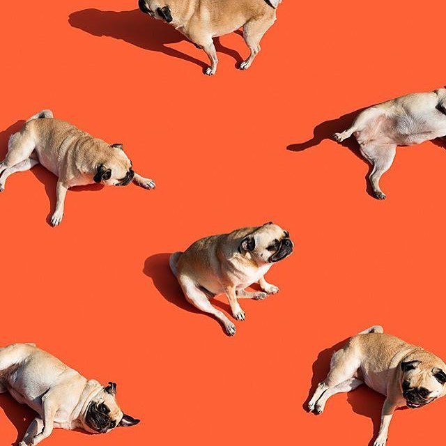 Weekend are for slacking #enjoylife like a pug.  Visual by <a href="/jonpauldouglass/">Jonpaul Douglass</a> ift.tt/1WgyVrK