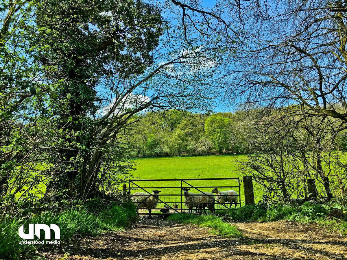 understoodmedia's tweet photo. #hampshire #countryside #photography #nodslr #hampshirephotography #localphotographer #understoodmedia https://t.co/aKuY5gq6yP
