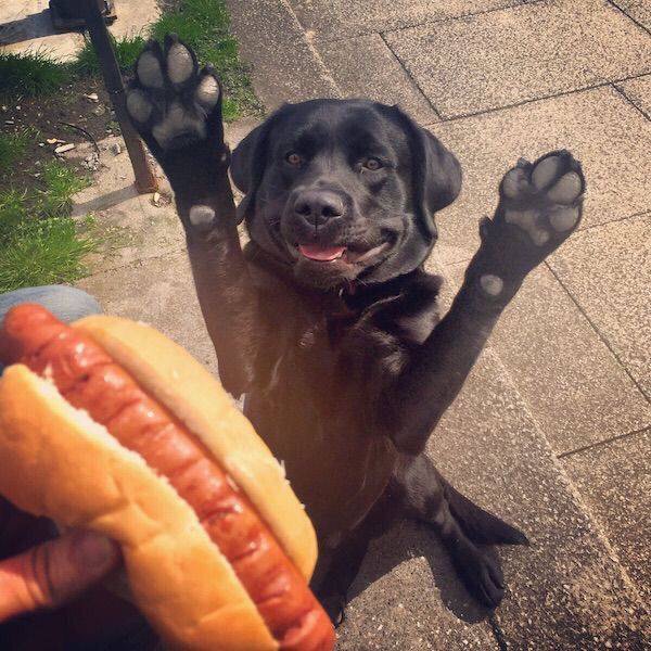 brianwarrick's tweet photo. All hail the supreme dog! https://t.co/5WeZJFZkc9