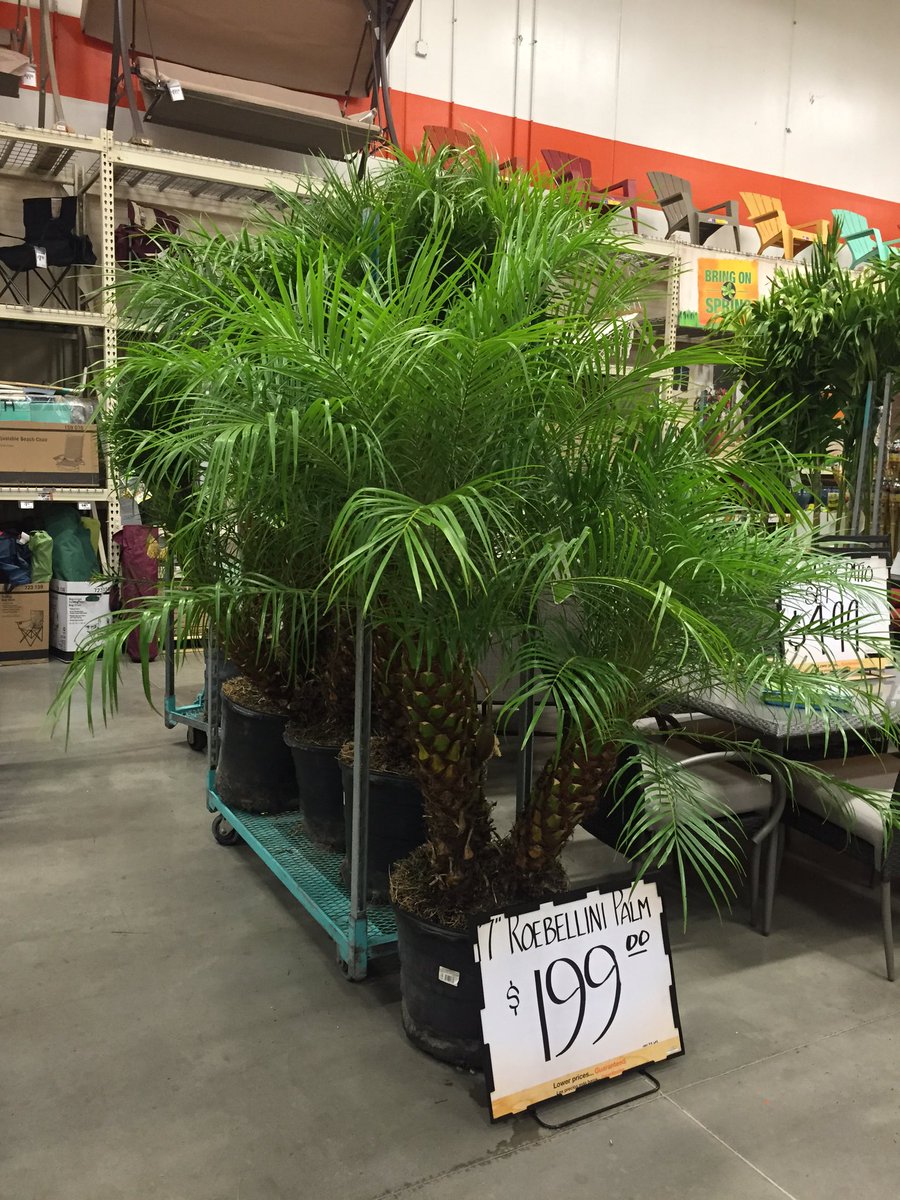 D_Liberato1's tweet photo. #989🌴🌴🌴#PalmtasticLocation! @Marks2James @ChristineTHD @nyyroro @D_Liberato1 https://t.co/H6LexHlL0b