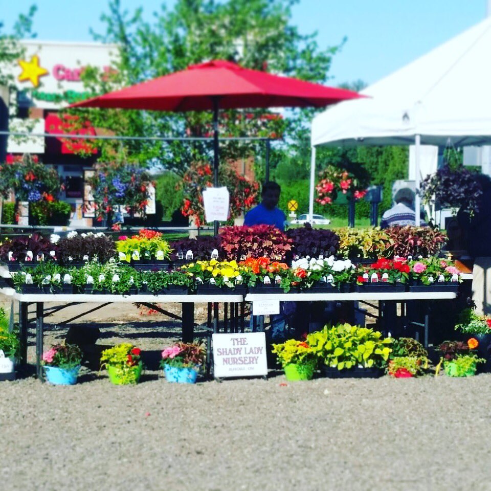 Come snag some plants to brighten up your #garden! #shadyladynursery