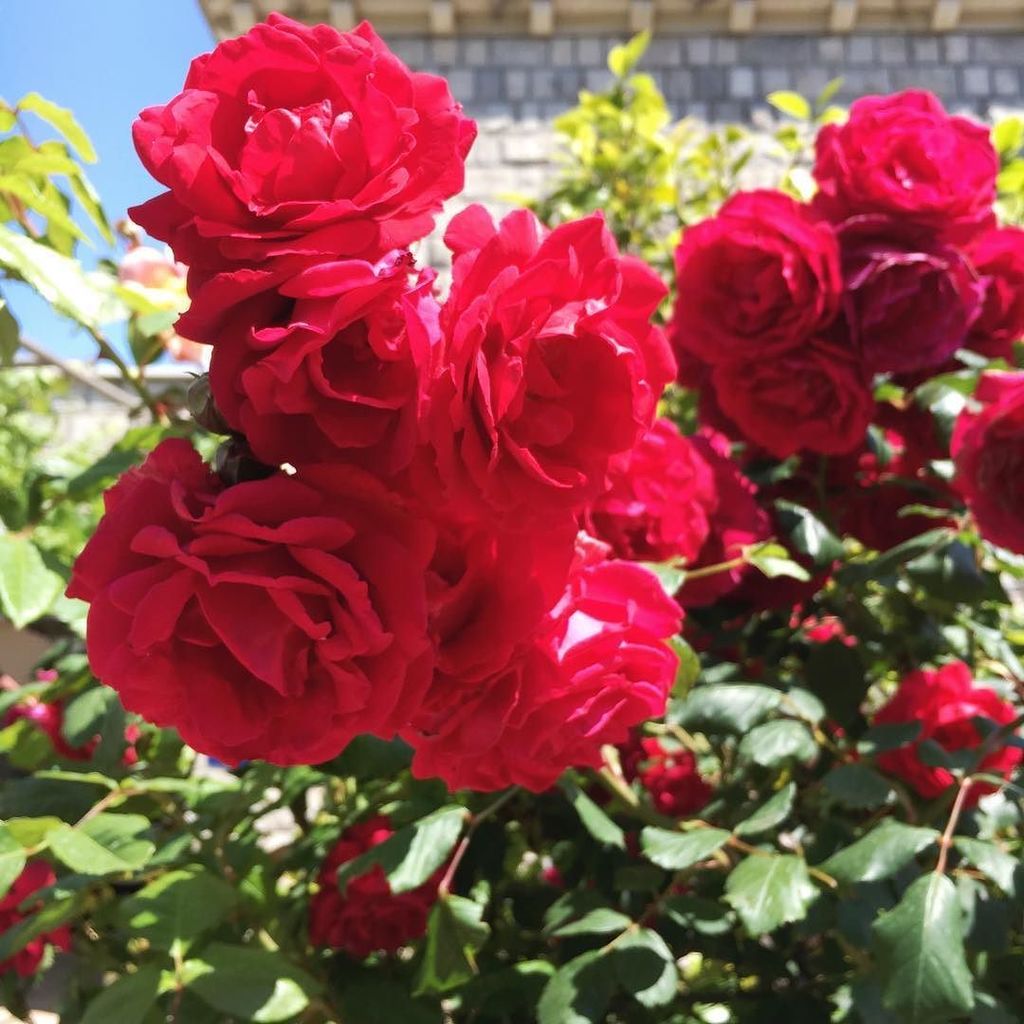 Green_Parlour's tweet photo. Taking time to stop and smell the roses #croatialife #holiday #roses https://t.co/YoW4g6tCiN https://t.co/4Ppt8yR95t