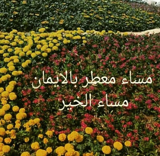 راجية الفردوس (@fatimaaya01) on Twitter photo 