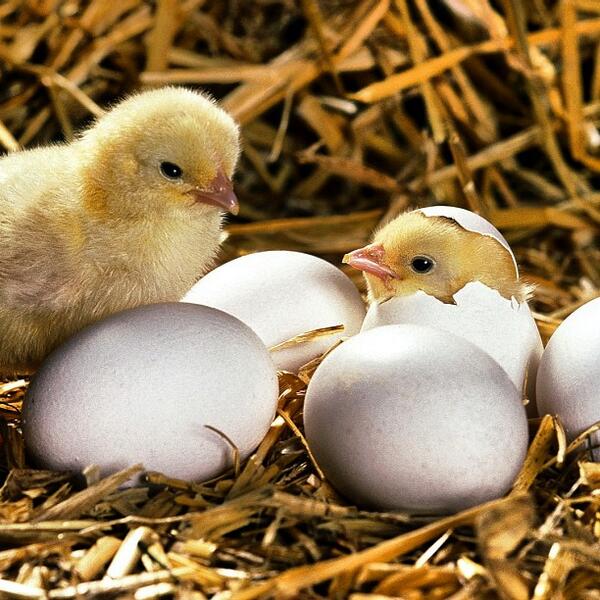 Too cute. Retweet if you agree