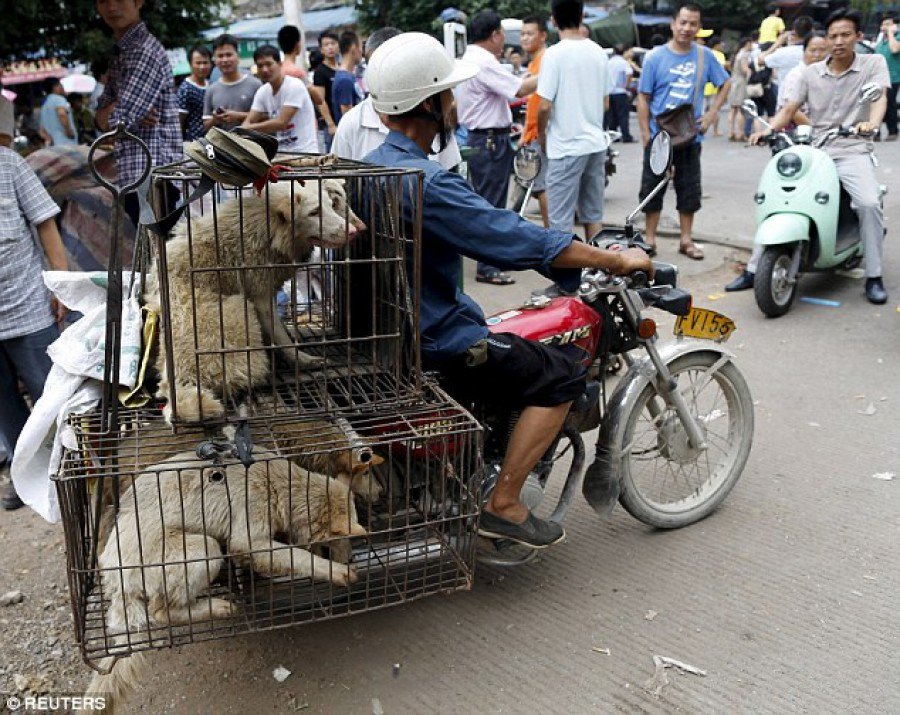 annamoor1995's tweet photo. #india could not sink lower, plans 2 Export its street dogs 2 #Yulin 2 B beaten 2 death,or cookedalive by barbarians https://t.co/r4oPcjcmgK
