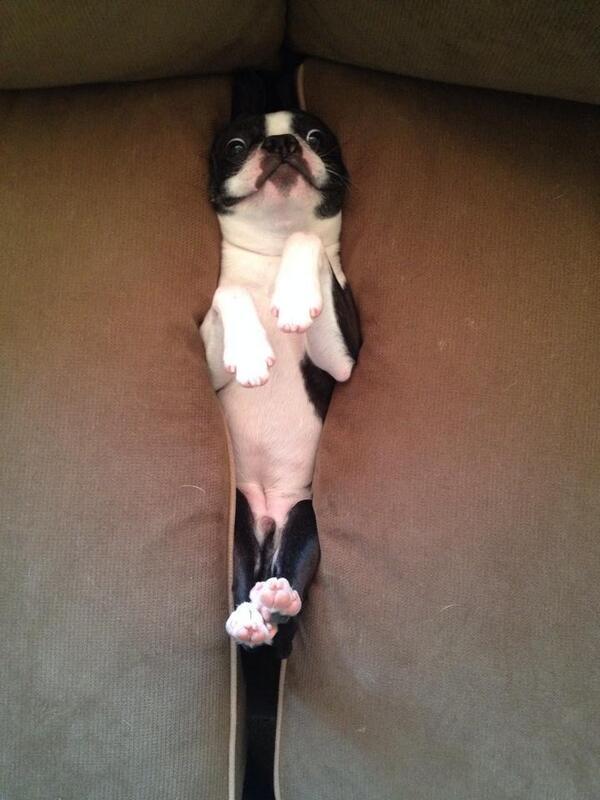 TrendyCreatures's tweet image. hooom haaaalllp!