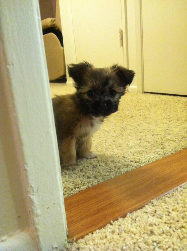 AdorableHub's tweet photo. can I come in? https://t.co/TDxbnxj0fC