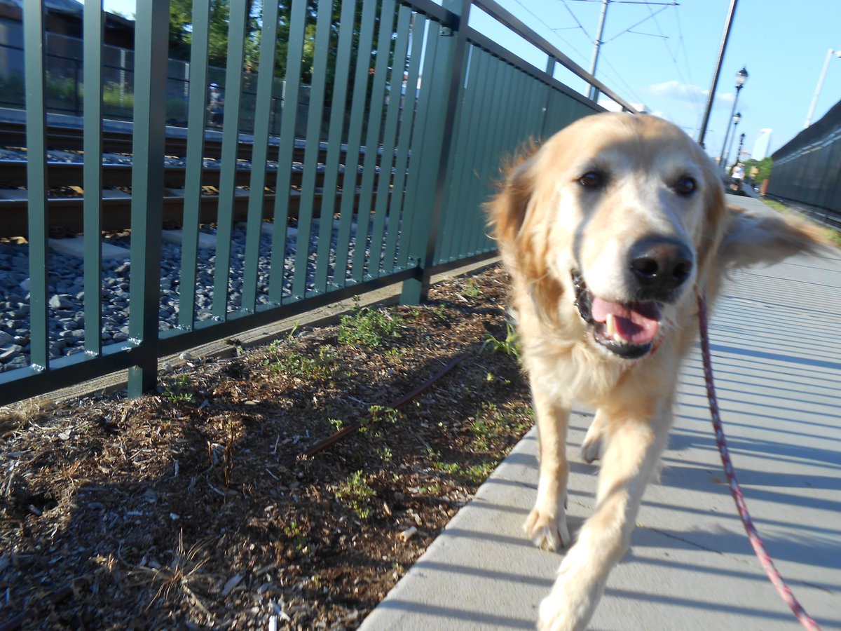 MyDogsKeeperNC's tweet photo. Big Dawg Otis, that's my name! Rail Trail exploring is my game! #RappingOtis #clt #dogsoftwitter #IAmMyDogsKeeper https://t.co/yoPNrAzGOC