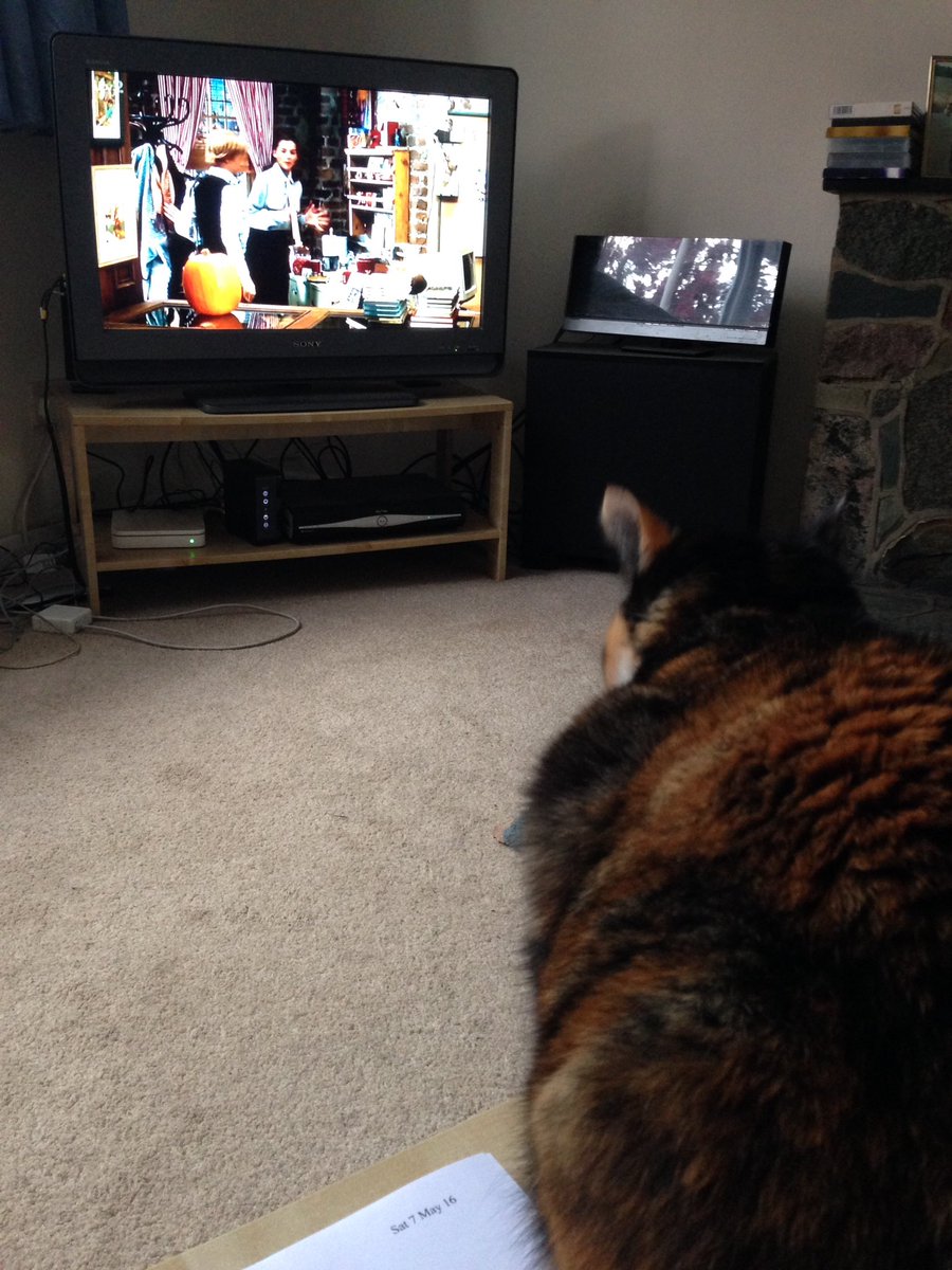 sumosys's tweet photo. It would seem that Mitzykat is as engrossed in 'You've got mail' as I am!! #classicromcom https://t.co/sUYpMif2yG