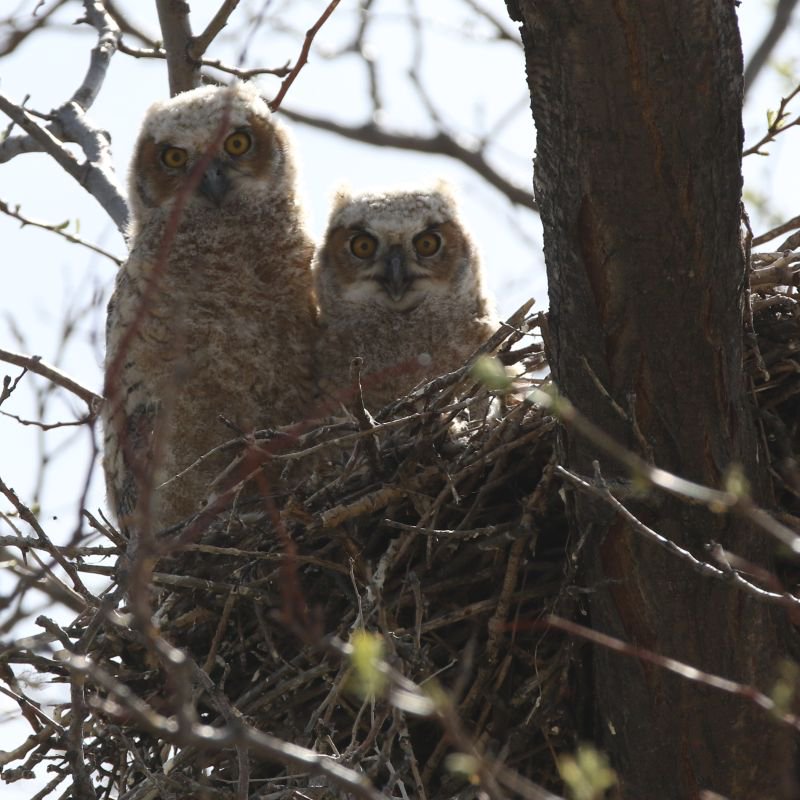 ScenicGuides's tweet photo. Two baby great horned owls are being raised a few yards away from us. We'll keep you posted! #birdwatching #birds https://t.co/InwRIaqefw