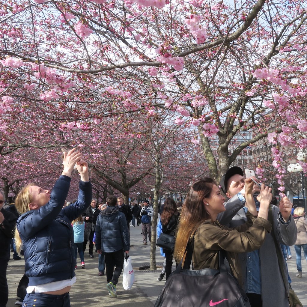 BennoLoewenberg's tweet photo. mapping EVERY flower in Stockholm (lil' decline in #selfiestream): #smartphone #spring #snapshots #socialmediahabits https://t.co/UYJjre5sX1
