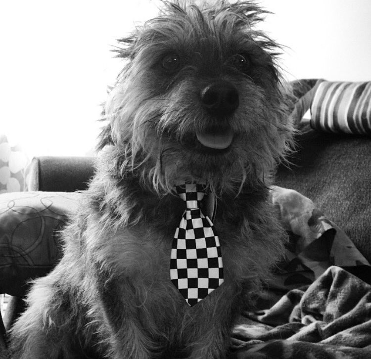 rentfree777's tweet photo. Who's ready 2 watch the #KentuckyDerby #dressedfancy #dogs #dogsoftwitter #doglife #DogsAreFamily #Derby #DerbyDay https://t.co/VN9Vs6djj5