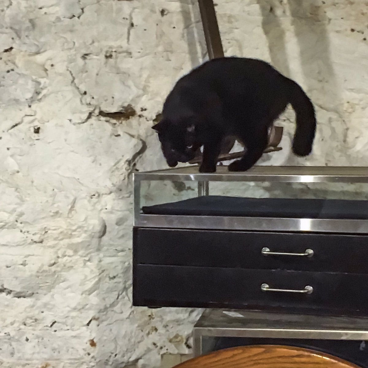 MAUHAUScafe's tweet photo. If you go to Gringo Jones you might find this cutie in the basement. #caturday #catsofstl https://t.co/nKrOVwmC7L