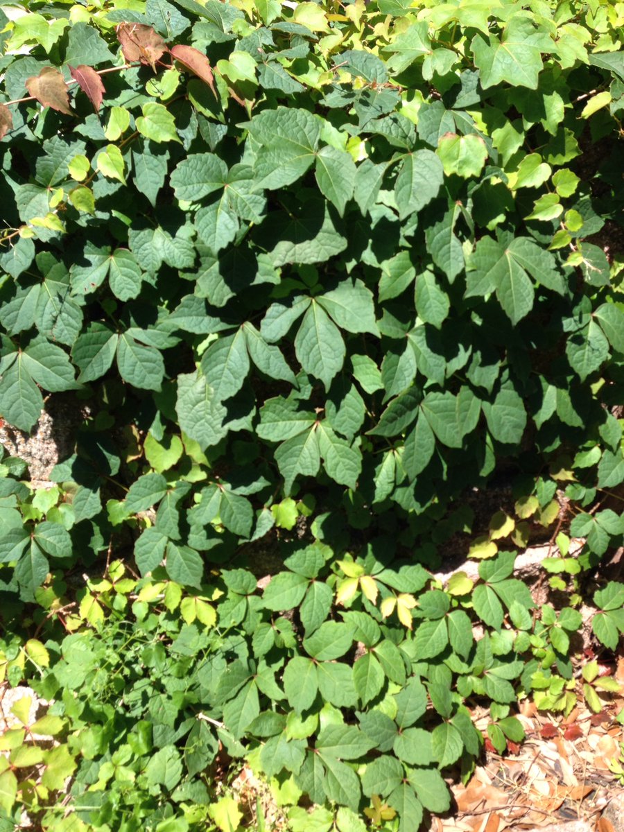BayouCityCubs's tweet photo. Boston Ivy is thriving like the #Cubs this season. #WeAreGood #QualityBaseball https://t.co/lJ1bI23Zpj