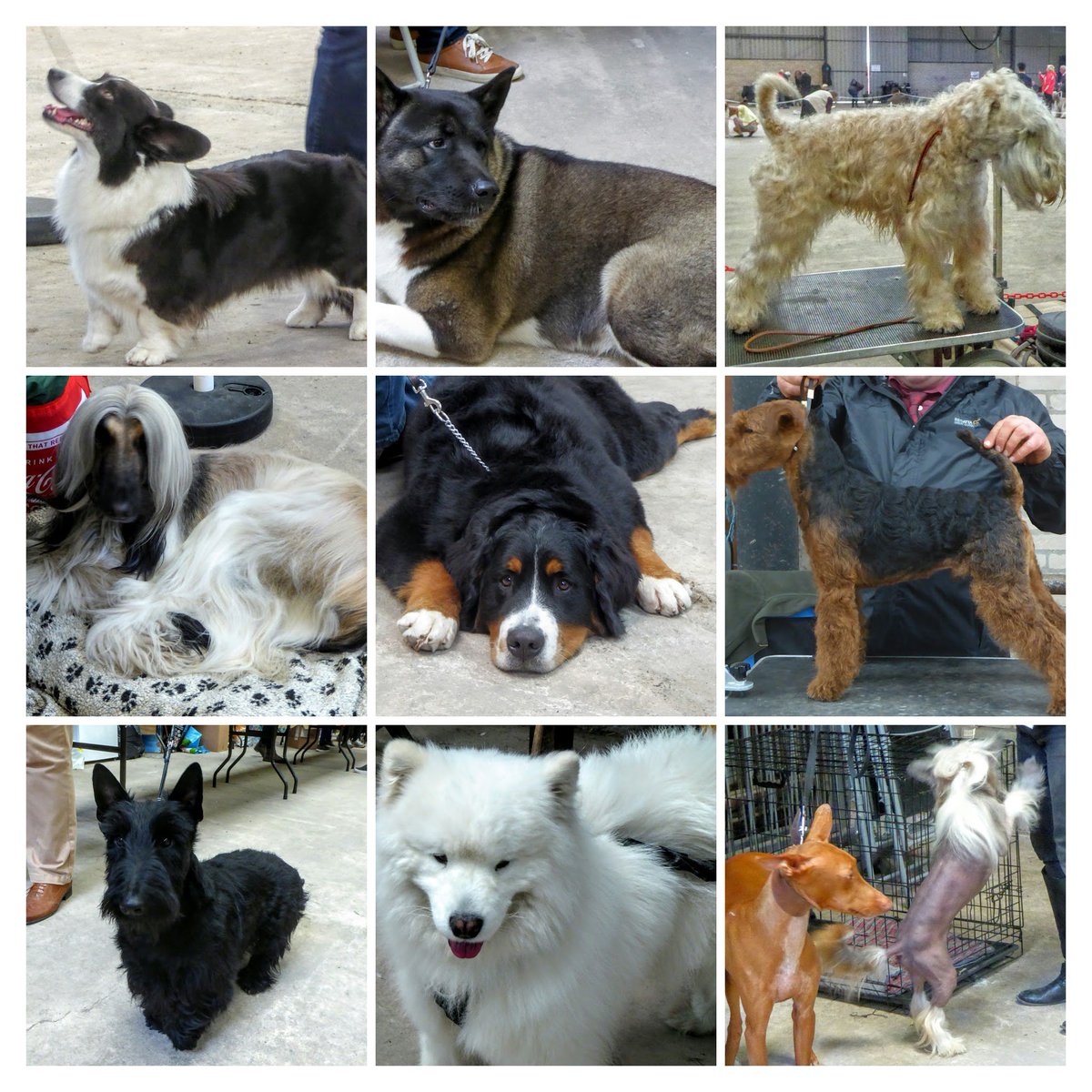 sharonjones5961's tweet image. @AngleseyScMedia Dogs galore Ang dog show. Wheaten Terrier my favourite #AngleseyCanineSociety #pedigreedogs