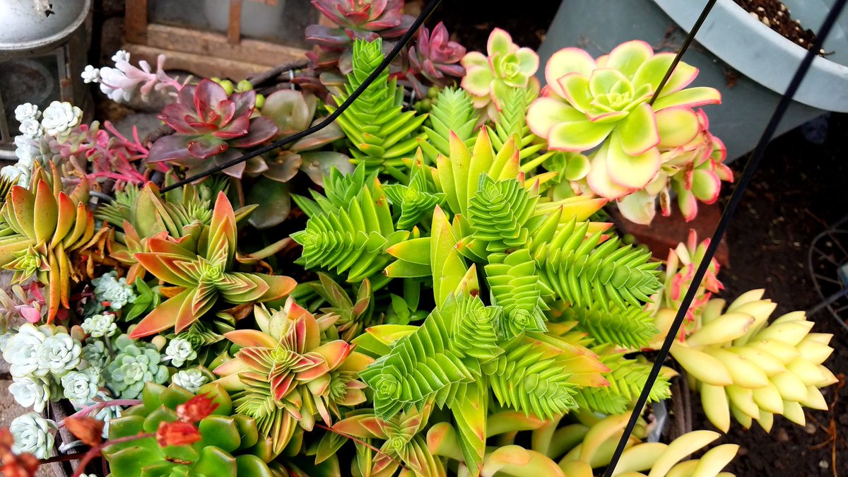 twistedwisker's tweet photo. my succulents Def don't suck!!!!!! #ThereIsAlwaysRoomInMyLifeFor https://t.co/h4coGiN3ie
