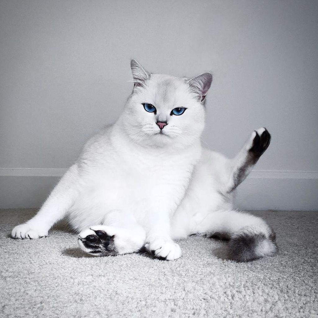 allwebcats's tweet photo. Talk to the paw. #cute #cats #kittens #cat https://t.co/FO8AKDf6Tg