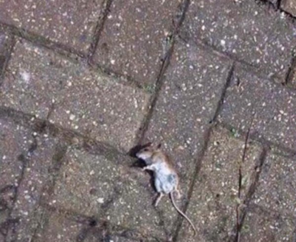 ezam's tweet image. Another celebrity dead, r.i.p Stuart Little