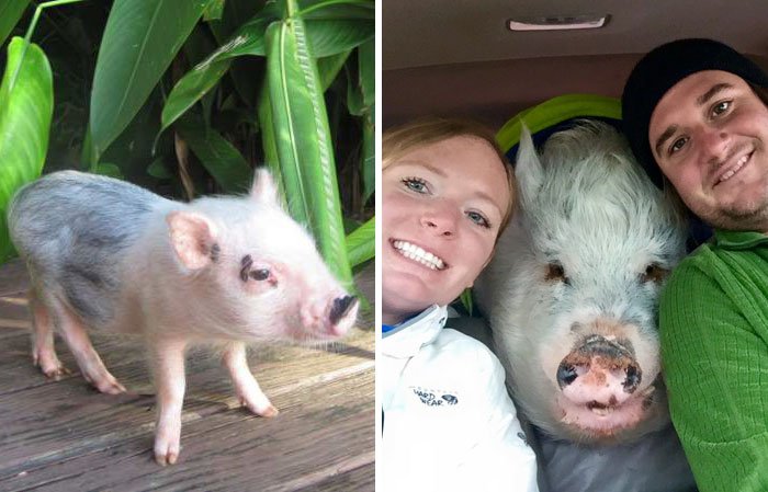 xapterweb's tweet photo. This Couple Thought They Bought A Mini-Pig, But It Grew Up Into 250 Lb Cuteness. https://t.co/MwuePj28qS https://t.co/d8mHymGXE8