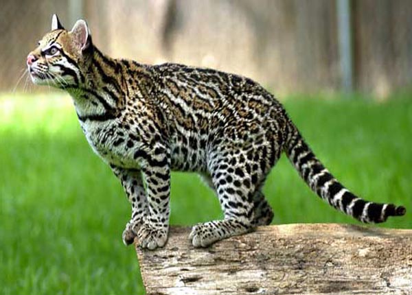 Gatto Soriano On Twitter Here Is A Serval A Very Close Relative To A Cat