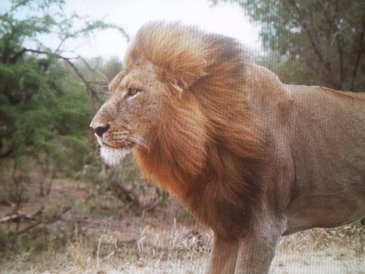 Looking up to a male lion - the lions gave us another close encounter.