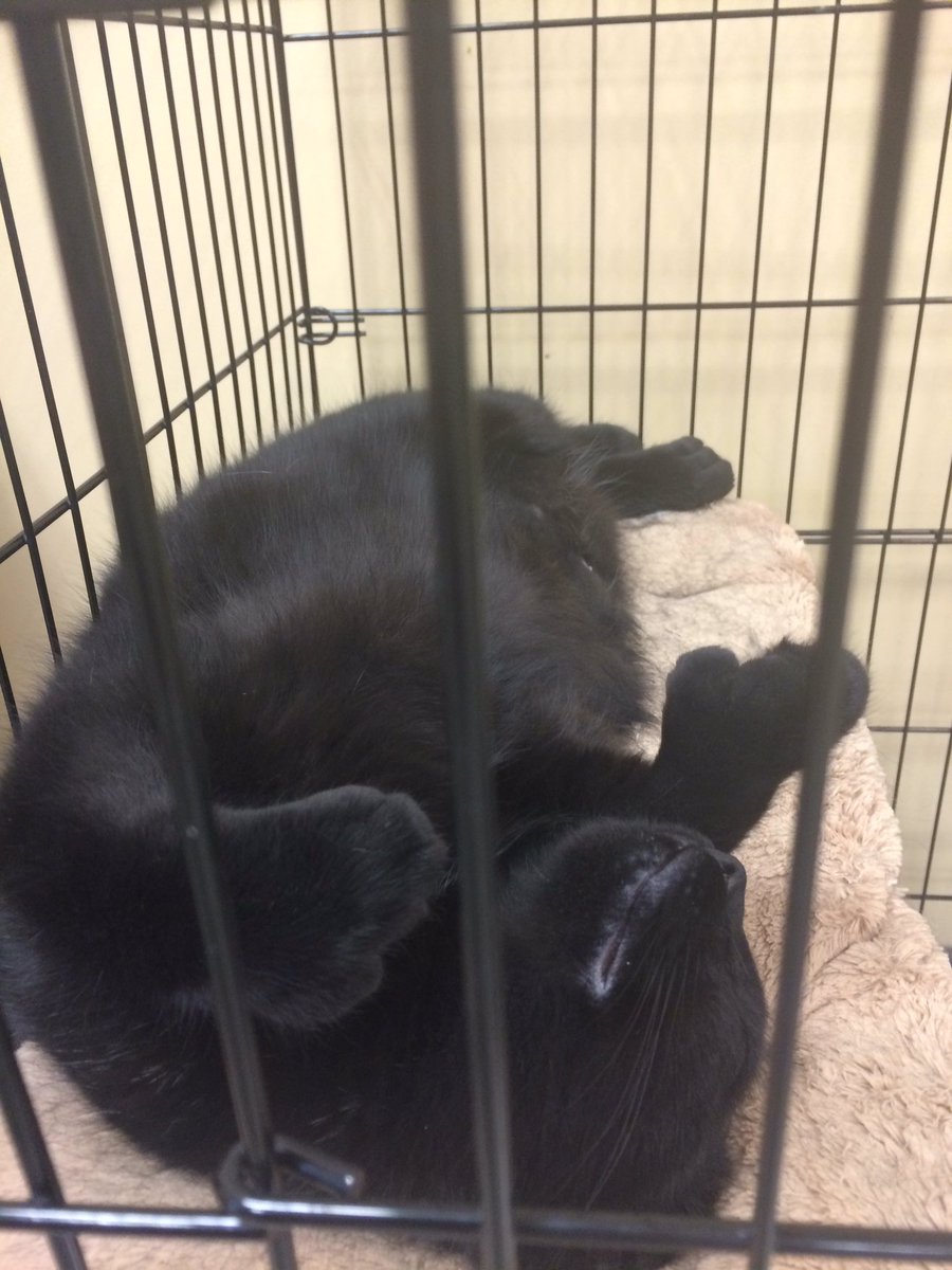 petsmart2578's tweet photo. Teenie tiny is thumbs up for nap time ! #pets #inspiredbypets https://t.co/rO13Mrp2tg