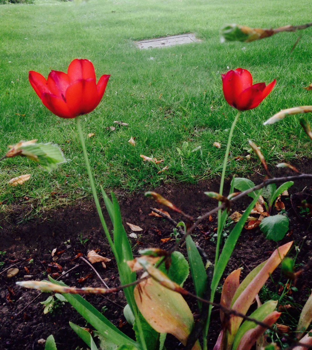 Vini Reilly tweet media