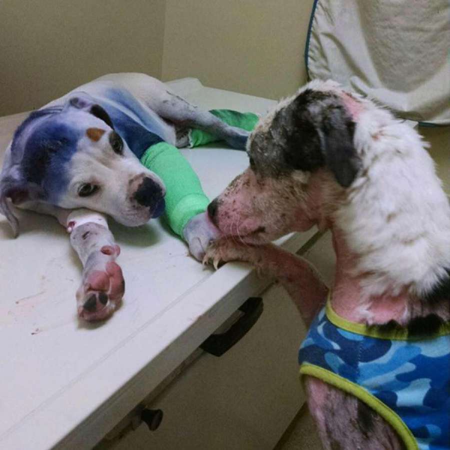 A3Noticias's tweet photo. Un perro maltratado consuela a otro que recibió un disparo en la cabeza https://t.co/Cl9V0U7zpH https://t.co/7gP8KMMOak