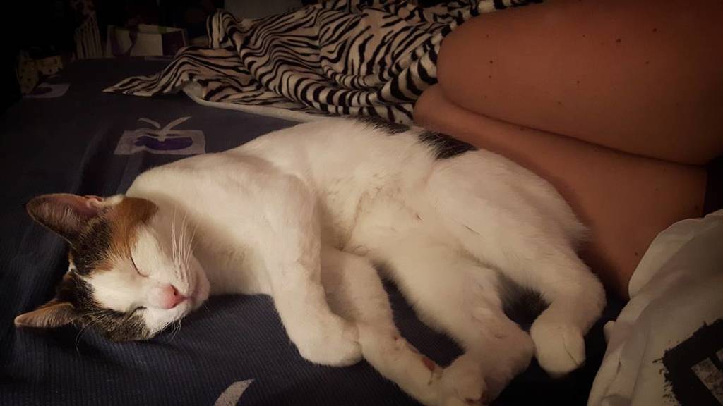 Chatchatcatcat's tweet photo. Oh le bebe #instacat #catsofinstagram #instacalin #calinous #kitten #cutie #instacute by mcfly6890 https://t.co/O1WgkU8wEe