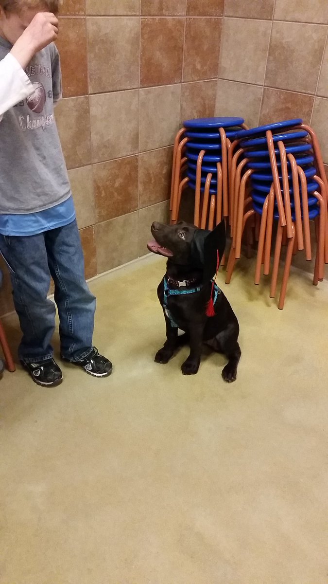 AnnMcCann16's tweet photo. Lily graduation from Puppy Class and will be going on to Intermediate very soon https://t.co/TtE2skIYP5
